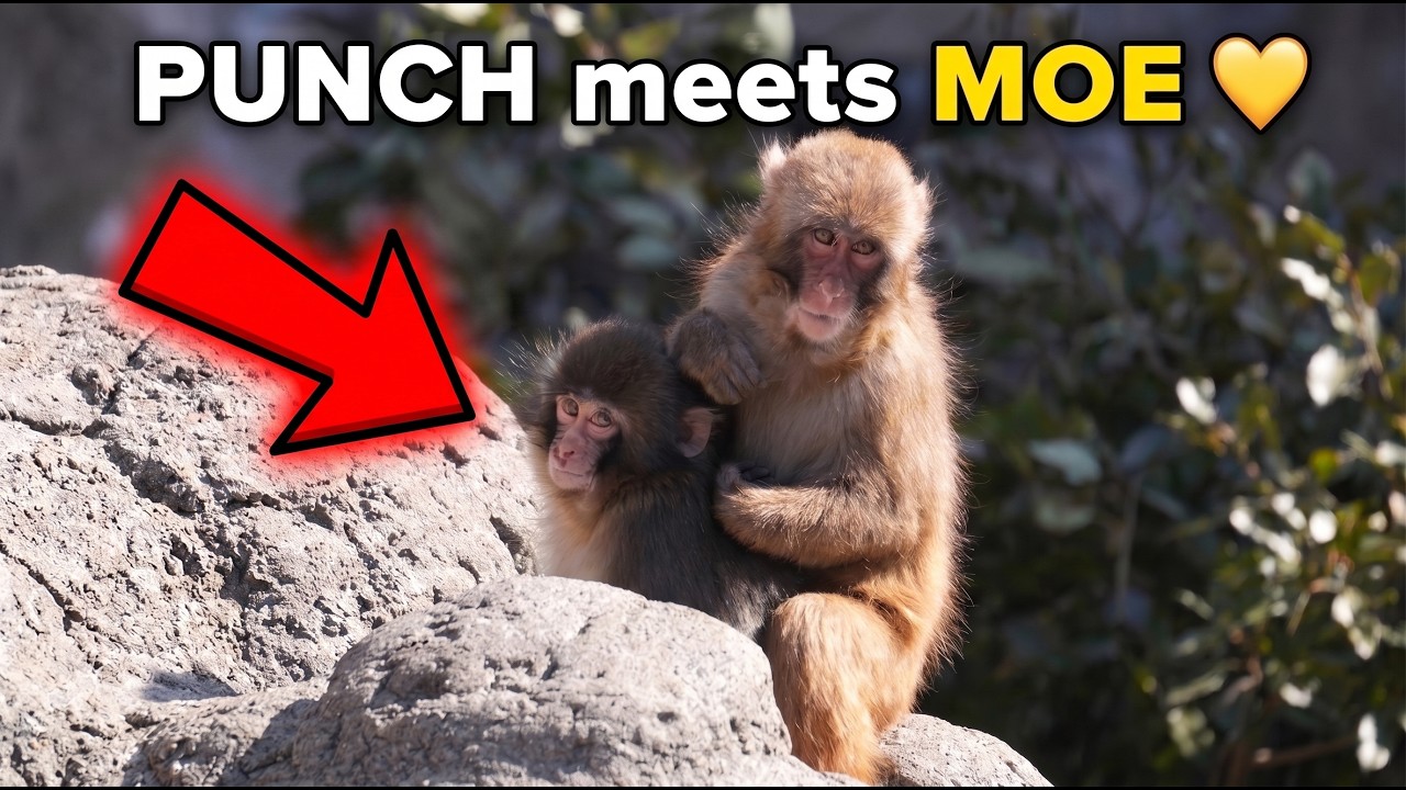 Обновление по Punch: знакомьтесь, Мо &mdash; его первый настоящий друг