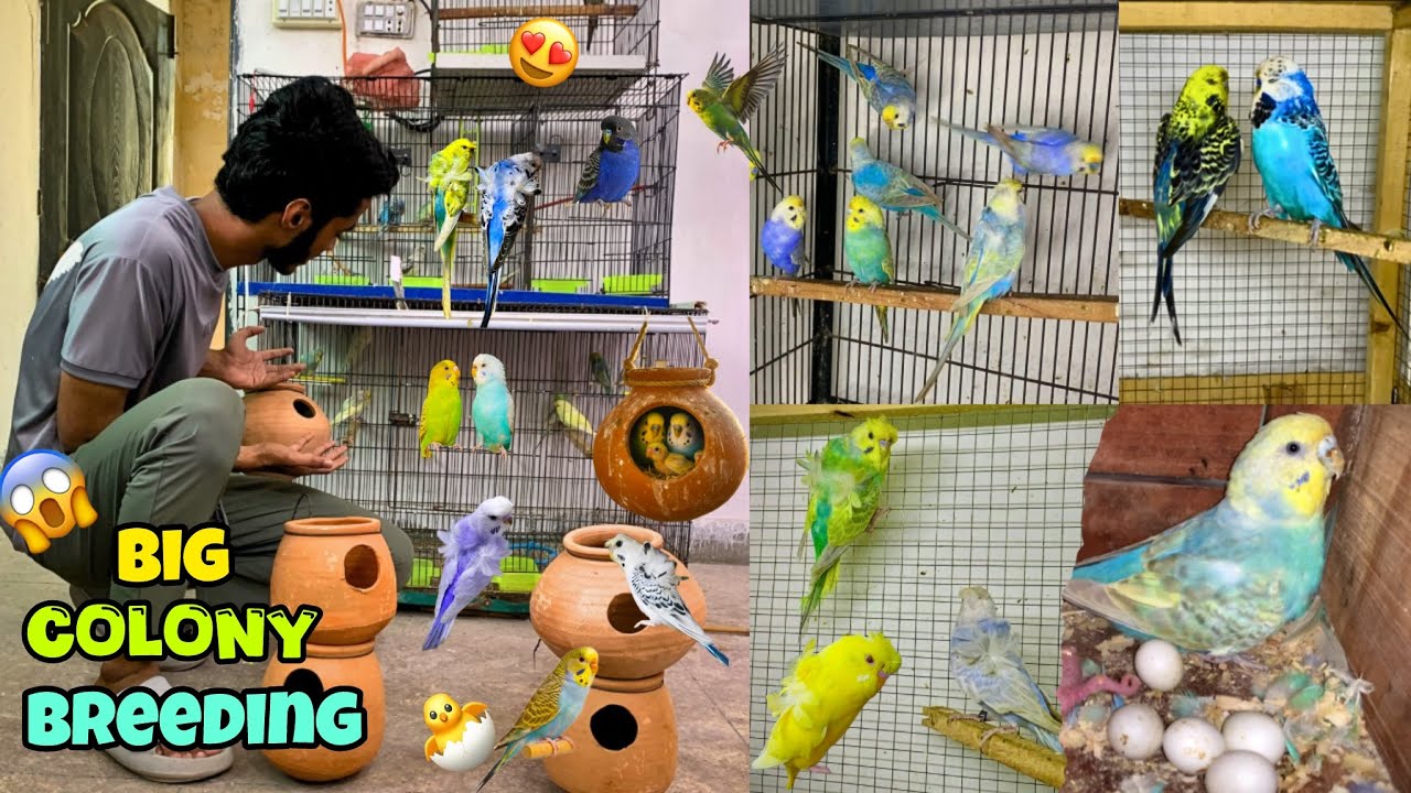 Big budgies colony me andy hi andy agye😍🌈|Spangle k bachy rainbow k pas rkh diye😱