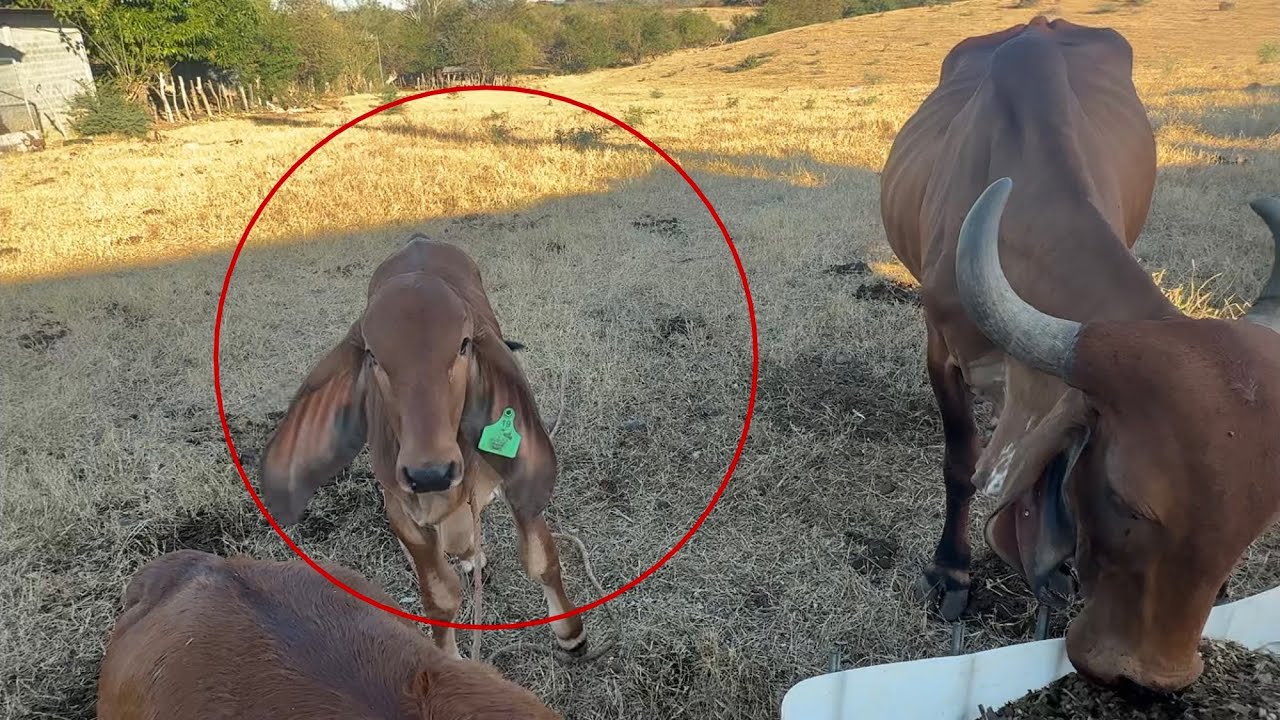 Ternera indubrasil rescatada la milagro mira como esta ya 