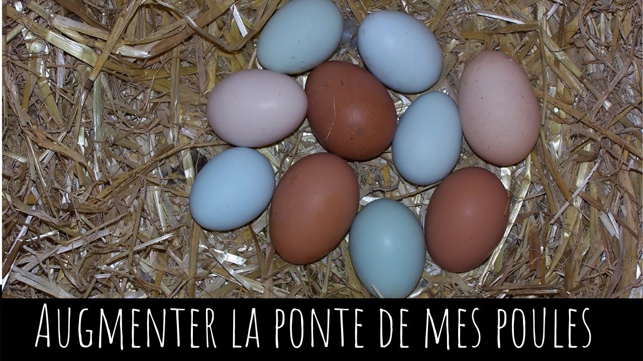 Comment augmenter rapidement la ponte de mes poules, même en hiver
