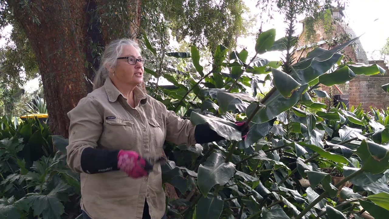 Basic Pruning Tip #4. Ornamental ginger. Trish. The Gong Gardener.