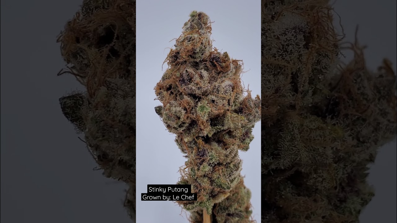 Stinky Putang- Grown by Le Chef