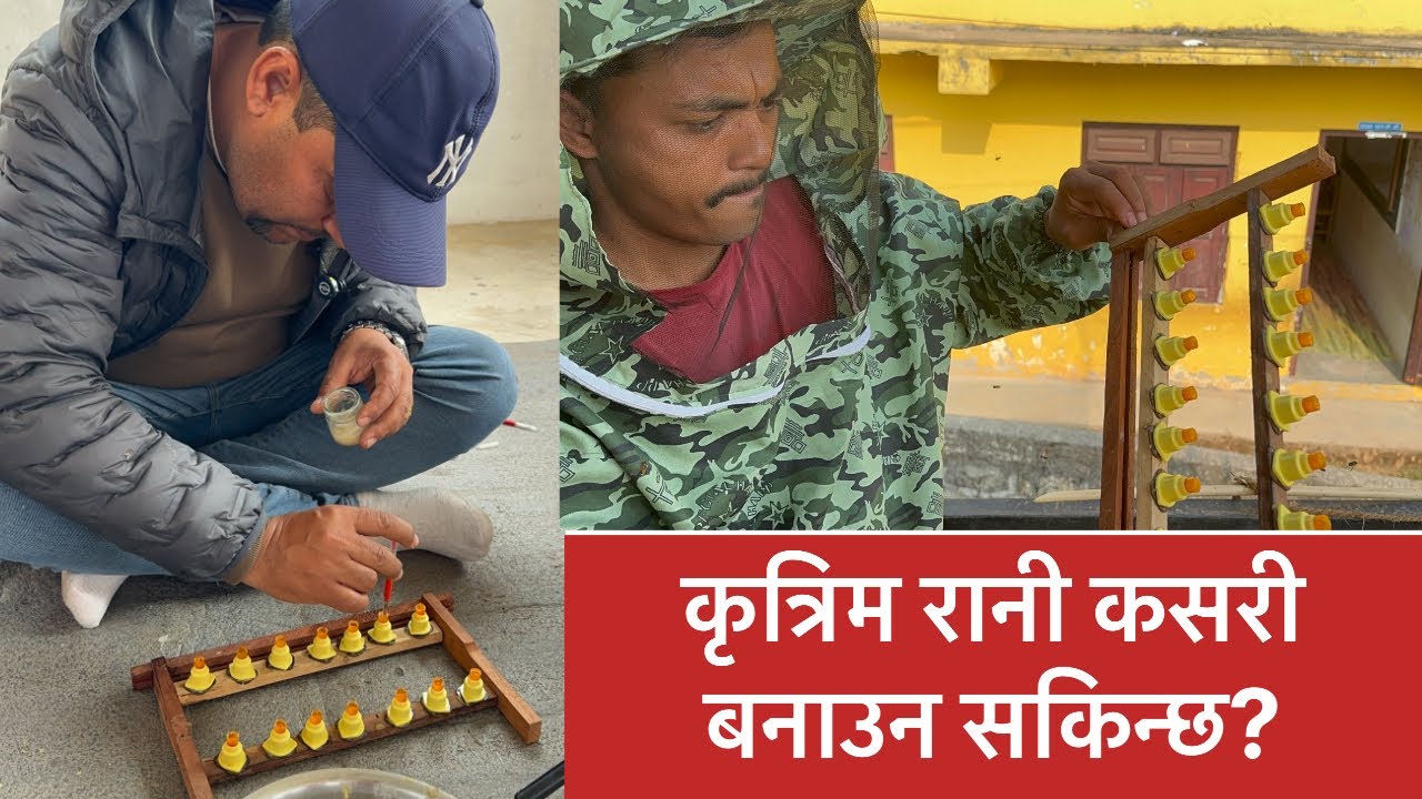 कृत्रिम रानी (Artificial Queen) बनाउने प्रक्रिया मौरीपालनमा एकदमै उपयोगी तर सावधानीपूर्वक 