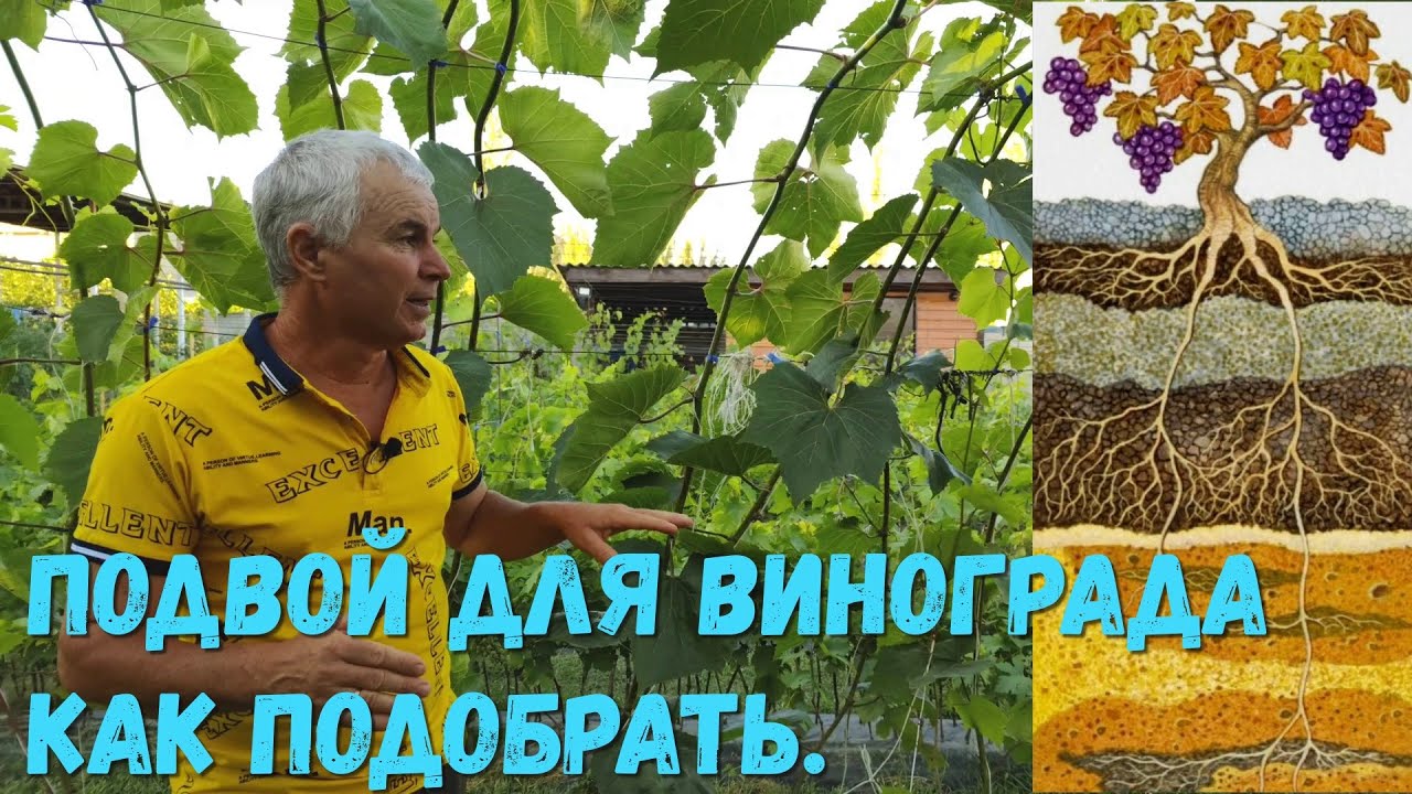 Подвой для винограда как подобрать.