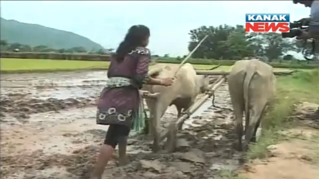 College Girl Helps Father In Ploughing Farmland In Ganjam