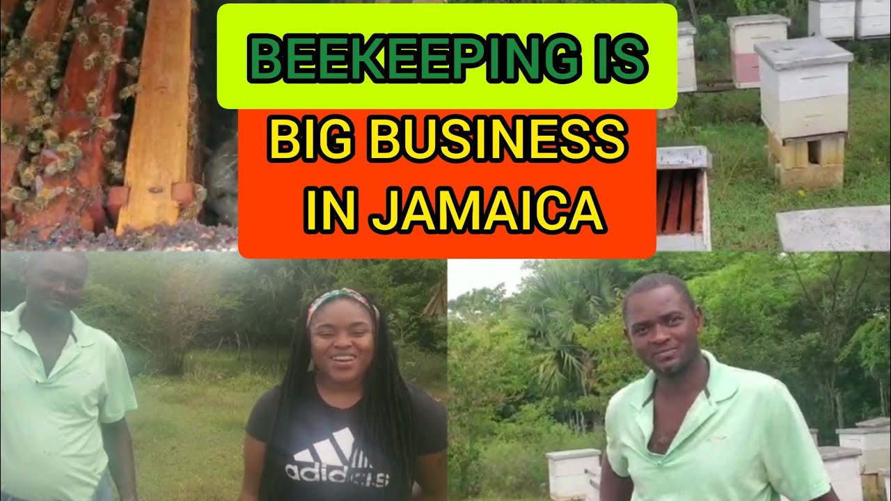 YOUNG MAN SAY BEEKEEPING IS A VERY PROFITABLE BUSINESS IN JAMAICA/LEARN THE INTRICACY OF BEEKEEPING
