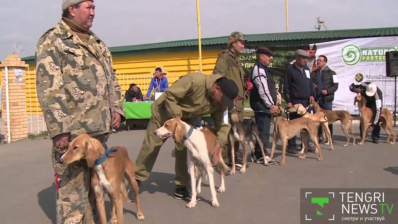 Tazy dog show in Kazakhstan