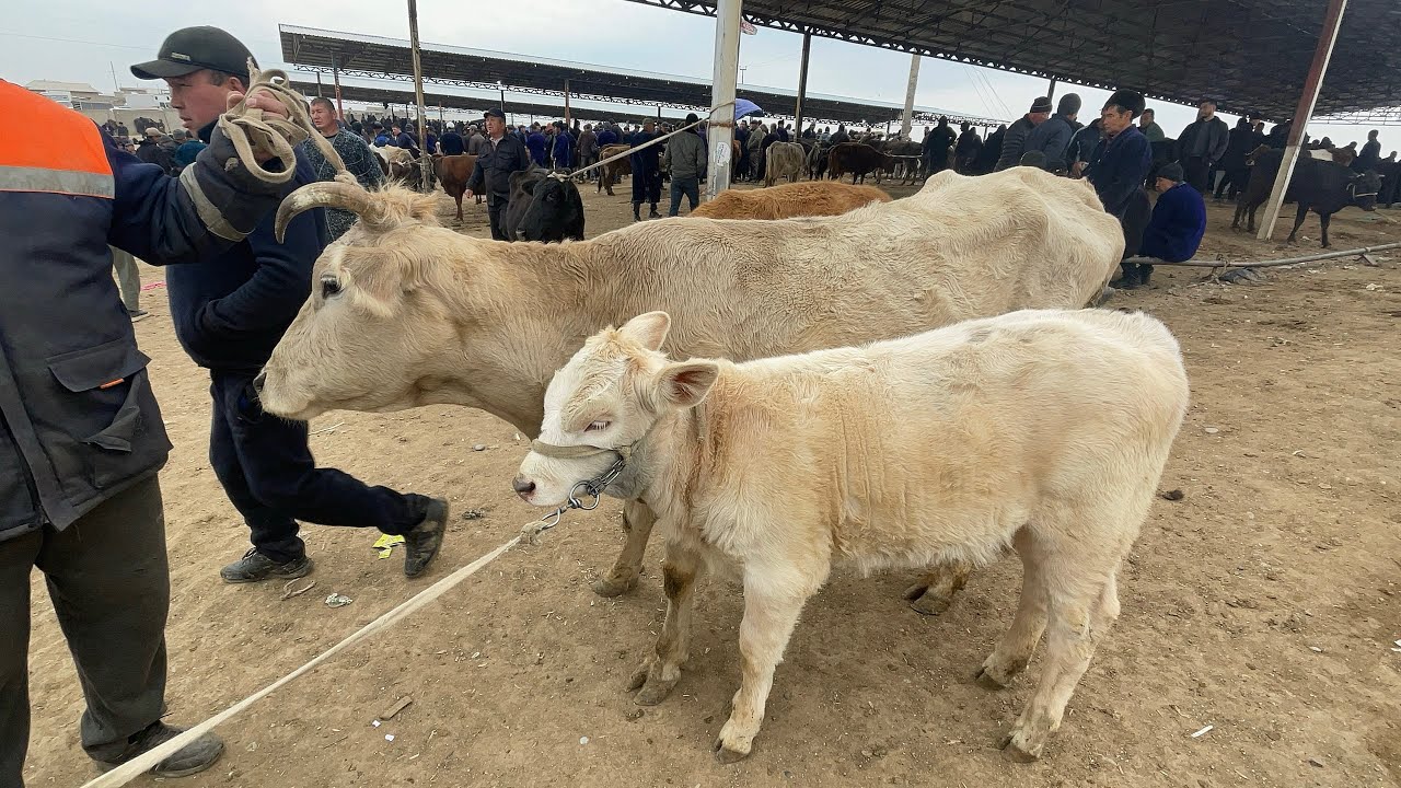 ONA BOLA SIGIRLAR QASHQADARYO CHIROQCHI QORA BURUG BOZORI