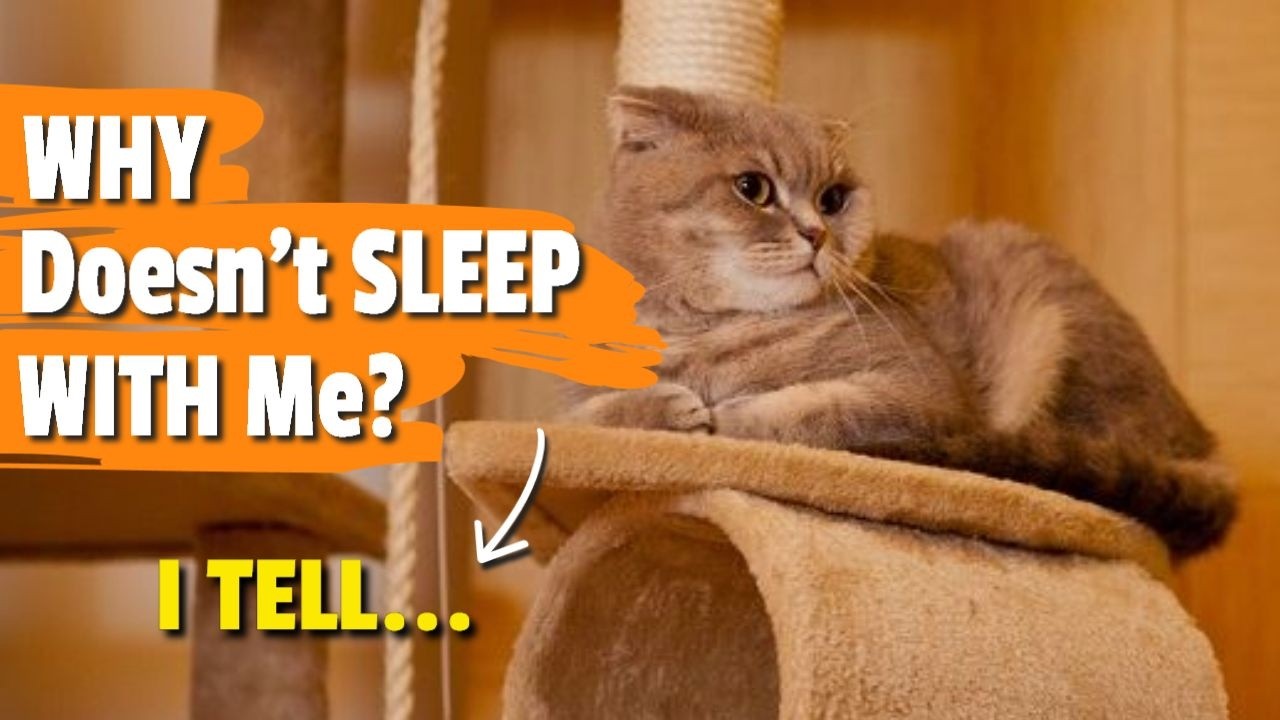 Почему мой кот не спит со мной? 🙀 Дело не в том, что он тебя не любит 😿😾