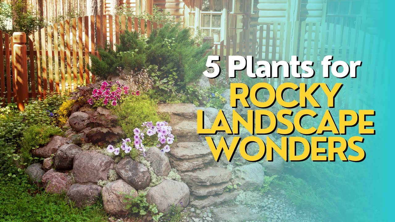 Top 5 Plants for Rocky Landscape Wonders