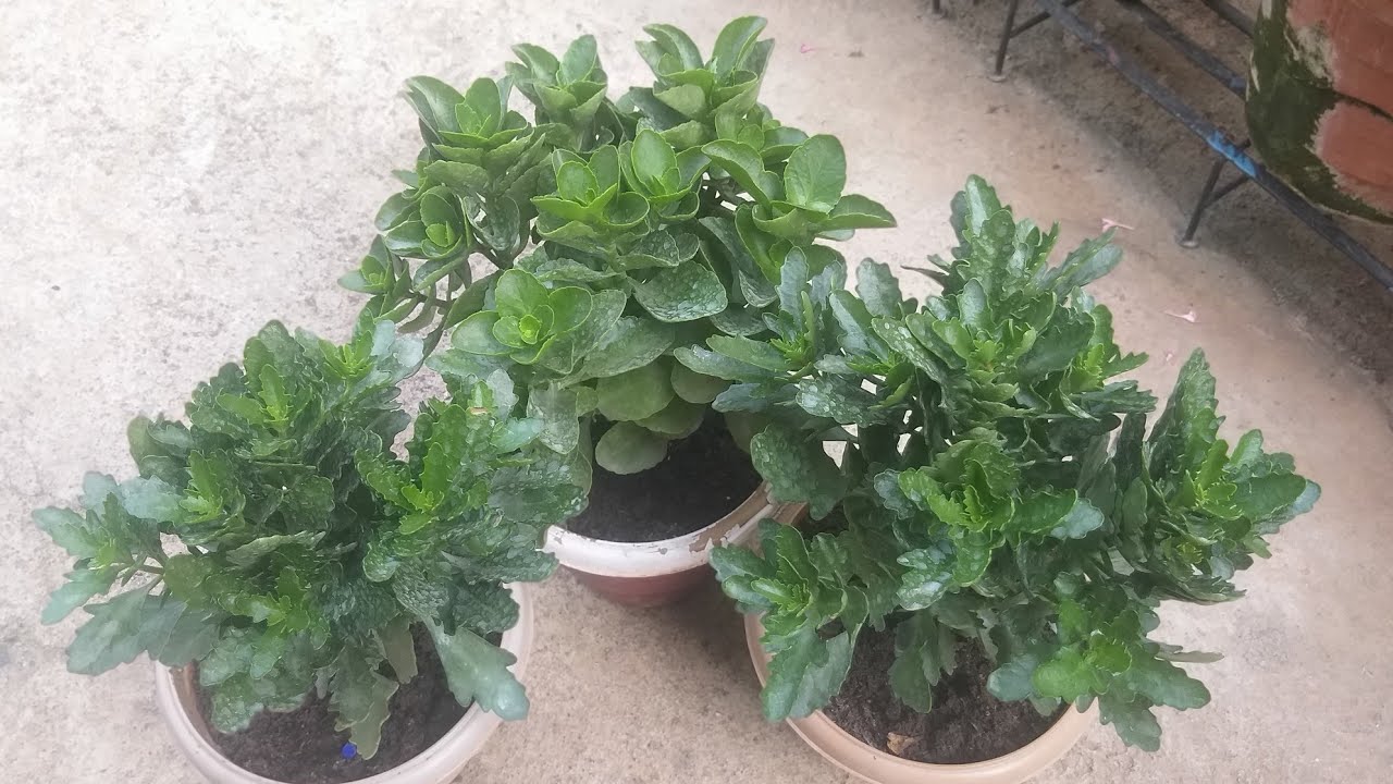 How to care & propagation  for kalanchoe plant 💁‍♀️kalanchoe की देखभाल  और repotting कैसे करे 🖕