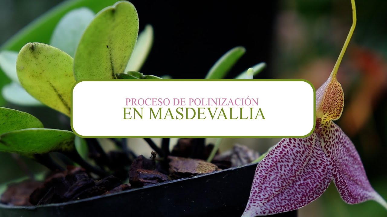 Proceso de polinización en Masdevallia | Alma del bosque