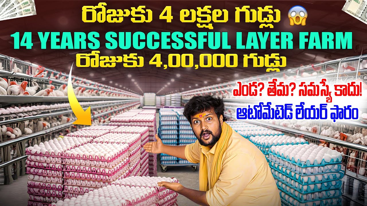 రోజుకు 4.5 లక్షల గుడ్లు పెట్టే కోళ్ల ఫారం టూర్ | Layer Poultry Farming | Automatic Egg Poultry Farm