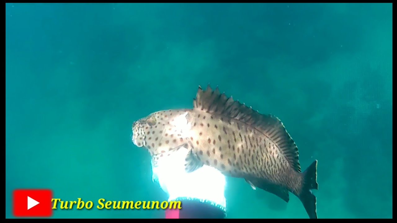 Spearfishing Di Laut Aceh | Benteng Inong Bale Krung Raya