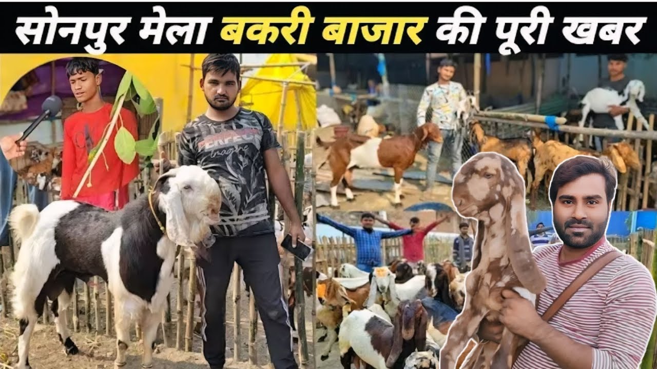 सोनपुर मेला बकरी बाजार का पूरा Update | Sonpur Mela 2025 | Sonpur Mela Bihar | Sonpur mela vlogs