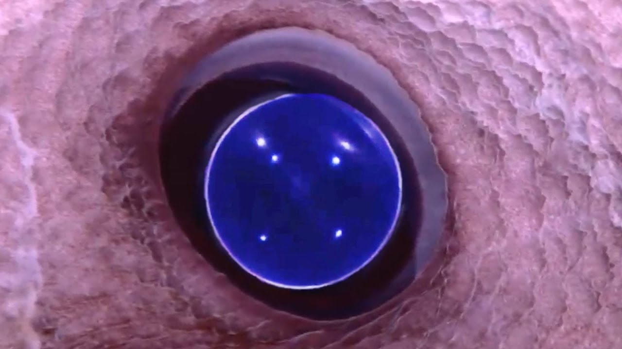 25 Otherworldly Deep Ocean Creatures Found by ROVs in Indonesia | MEGA Countdown Chill Trippy Music