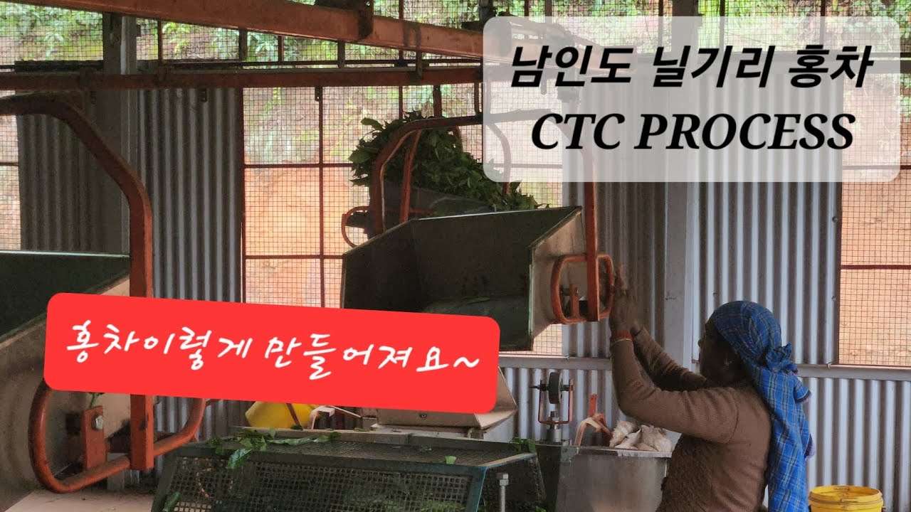 남인도 닐기리  홍차만드는 과정  CTC
