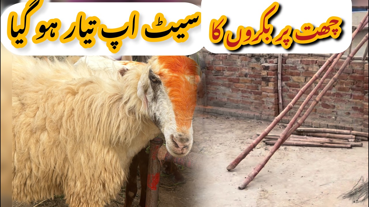Chat py bakron ka setup ready ho gea humara