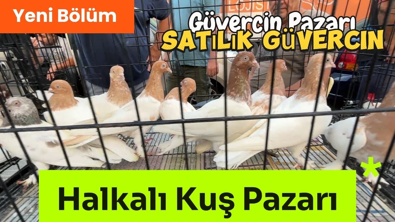 Halkalı Kuş Pazarı - Güvercin Pazarı #güvercin #kuşpazarı 
