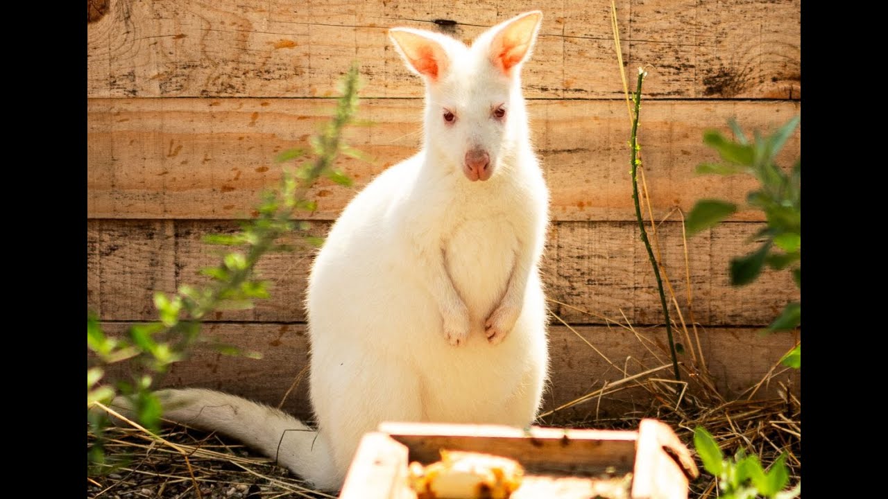 Posjetili smo ZOO Bambi: Dom rijetkih albino životinja i spašenih krznenih prijatelja