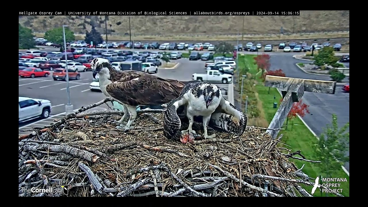 Hellgate Osprey - The Main Cam View of Finn Waiting On Antali - Sat 9-14-24 clip6