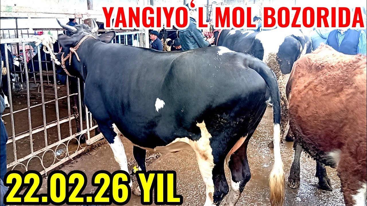 YANGIYOʻL MOL BOZORIDA BUGʻOZ SIGIRLAR 🐄🐄