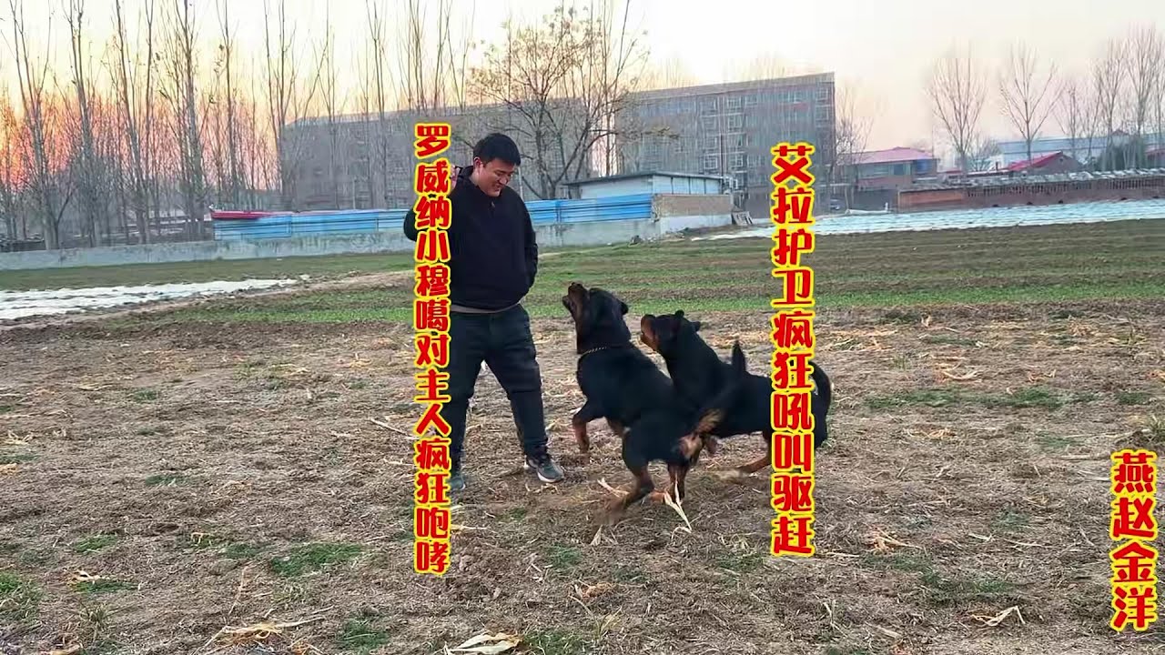 罗威纳小穆噶对主人咆哮，艾拉护卫疯狂驱赶，护卫犬就是不一样