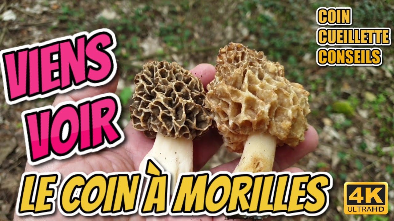 Chercheur de morilles 2021 : coin, cueillette, conseils