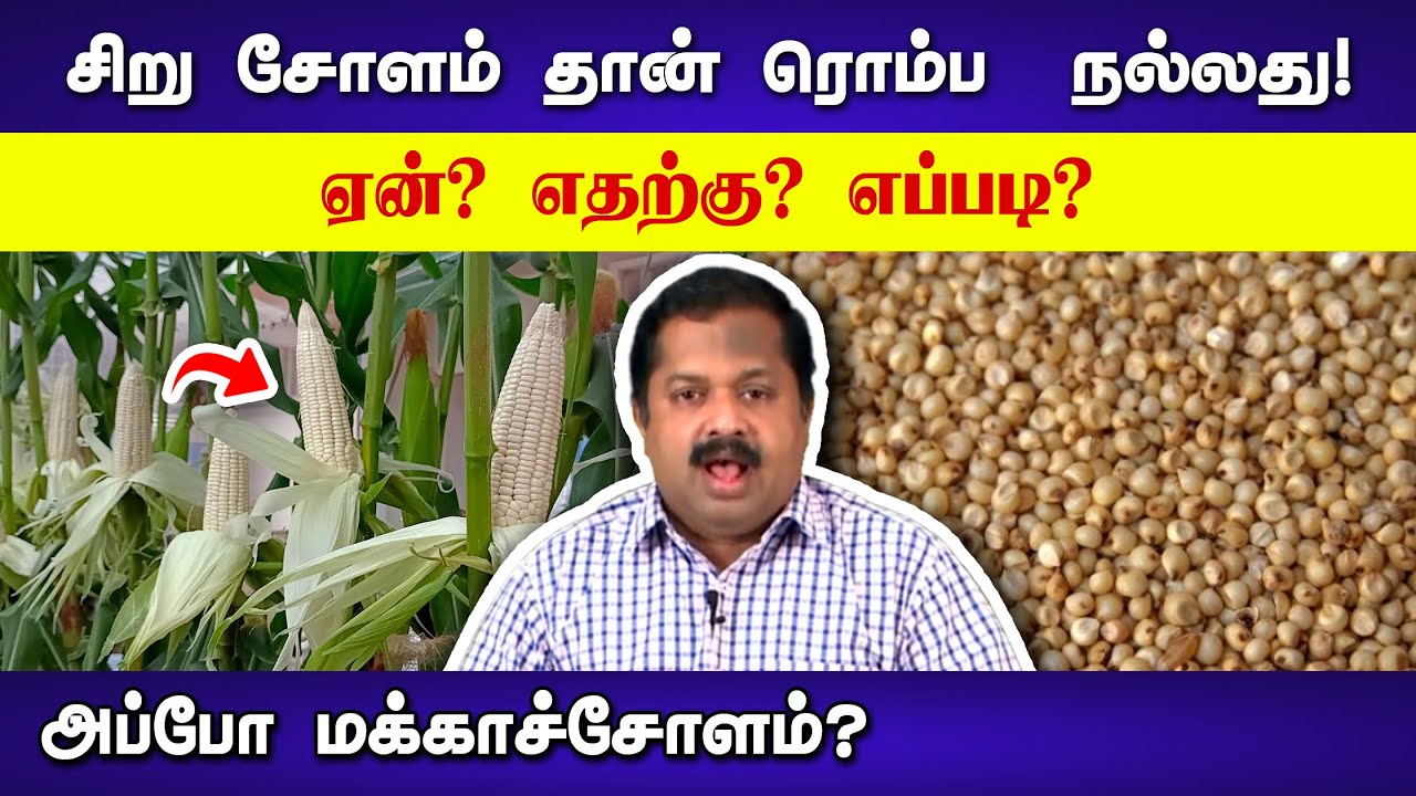 மக்காச்சோளத்தை விட சிறு சோளம் நல்லது! Dr Sivaraman speech in Tamil | Siru Cholam | Solam | Corn