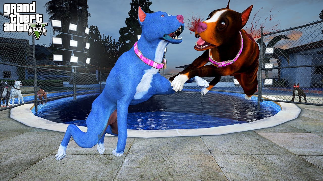 TERMİNATÖR'ÜN ANNESİ GERİ DÖNDÜ! PİTBULL ANNA VS ZEYNA! - GTA 5 PİTBULL'UN HAYATI