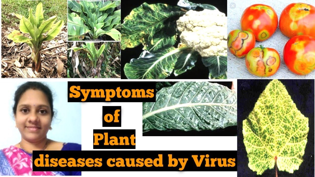 Part 4: Symptoms of plant diseases caused by Viruses # applied microbiology# Genes & Genus