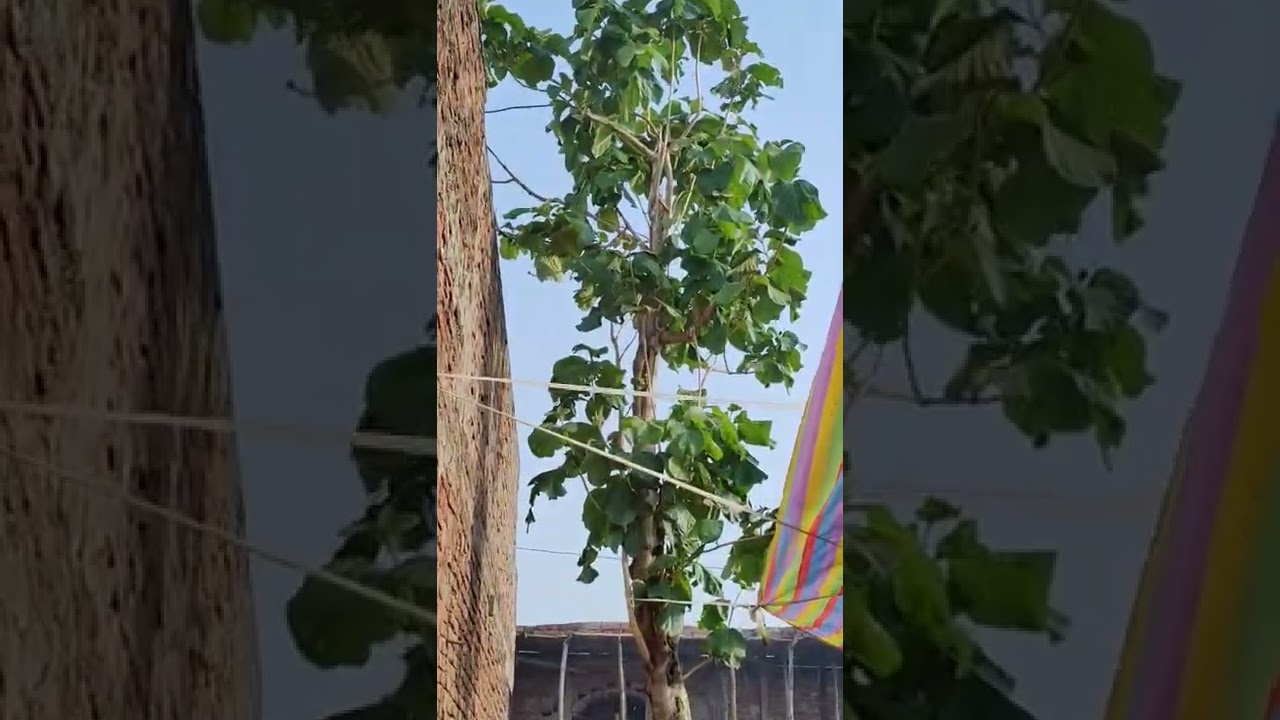 Devdar Tree in Uttar Pradesh Village in a wedding scene | Vlog Video by Max Vyas