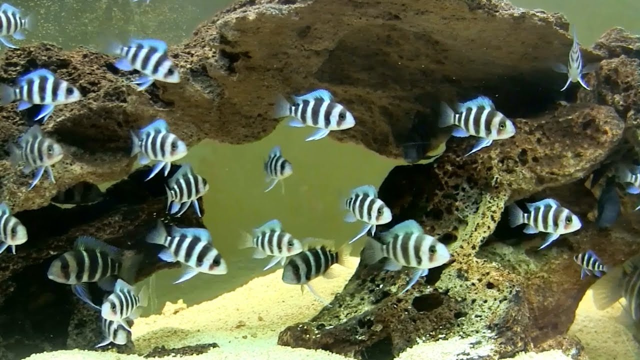 This One Trick got My Fish to Breed like Crazy!
