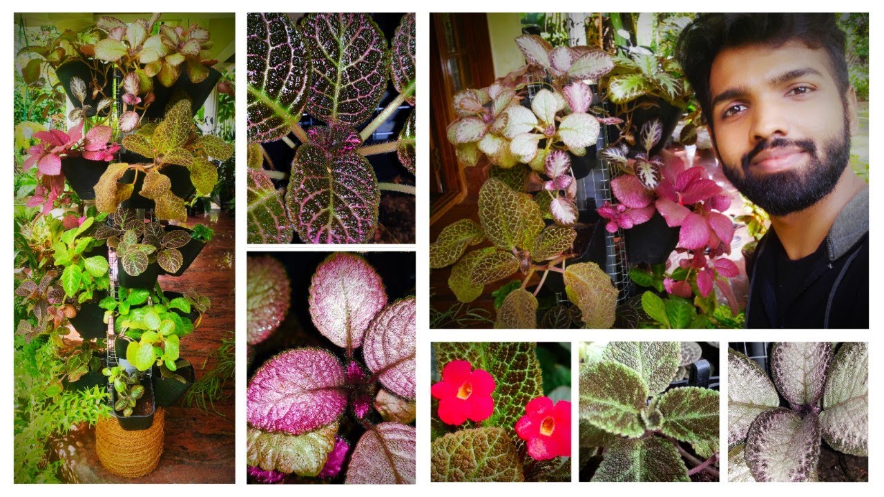 DIY Vertical Tower Garden of Flame Violets & Exploring 20 Varieties Of Episcia | Nandanam Exotics