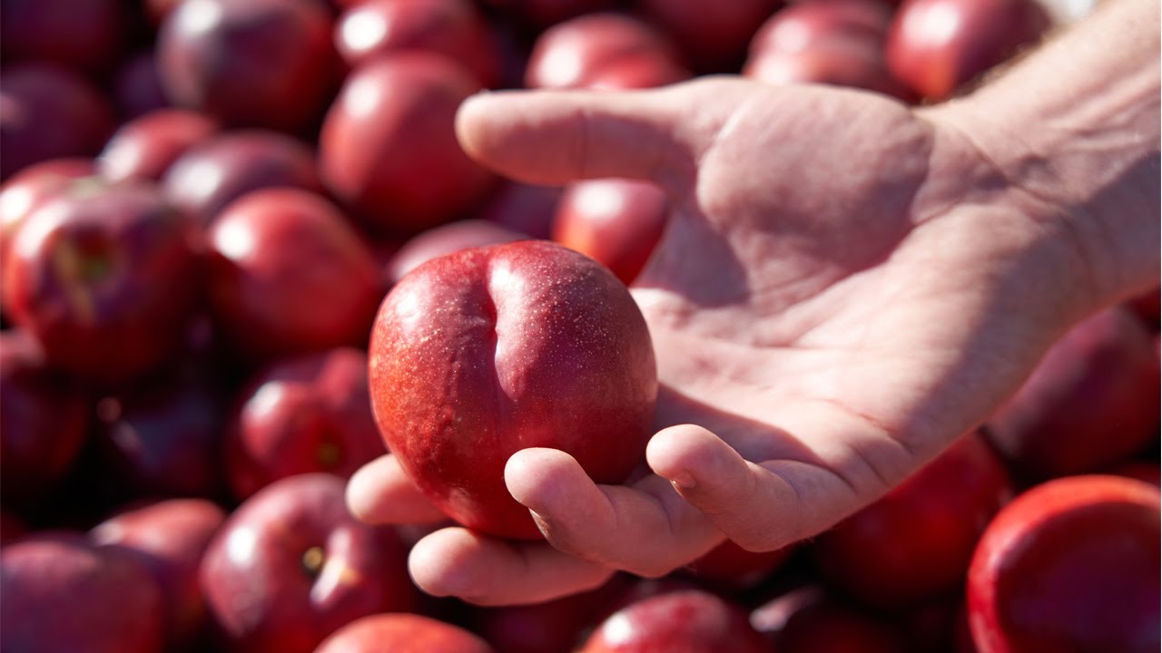Spinneys Sources Its White-Flesh Nectarines From This South-African Farm