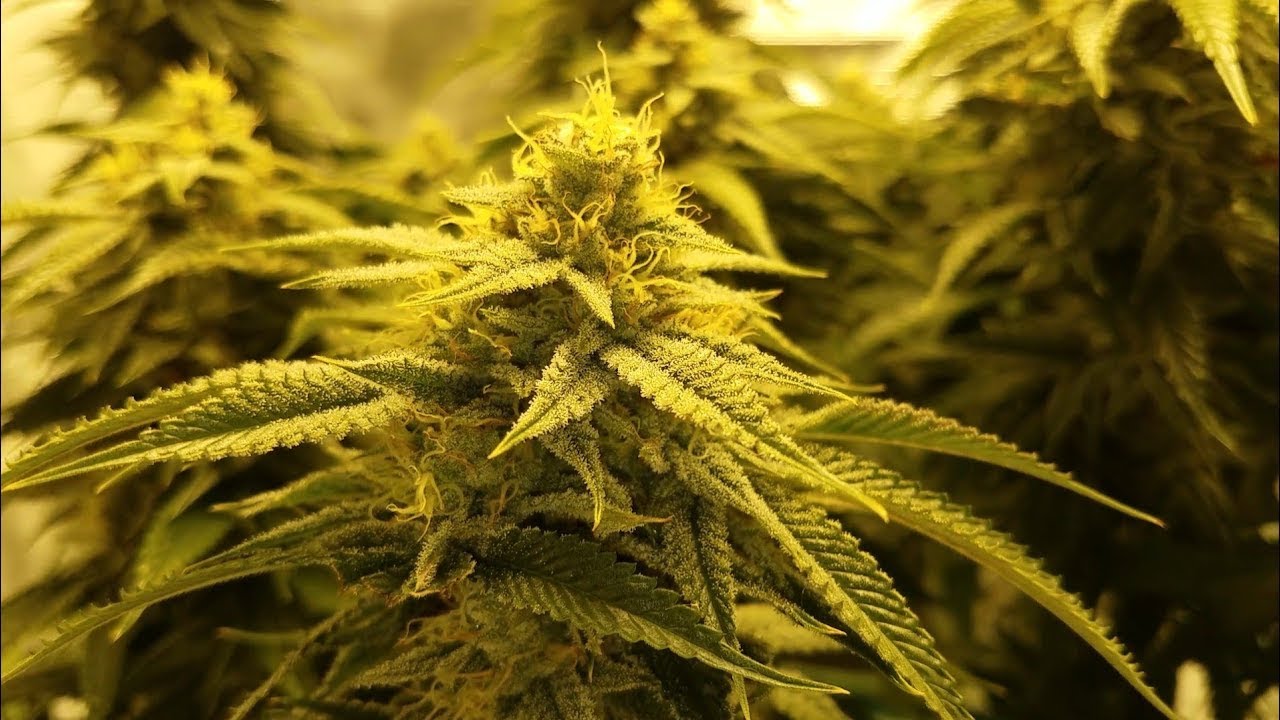 Grow 1: Milk n Cookies Week 6 Flower HLG 260 v2 3x3 soil