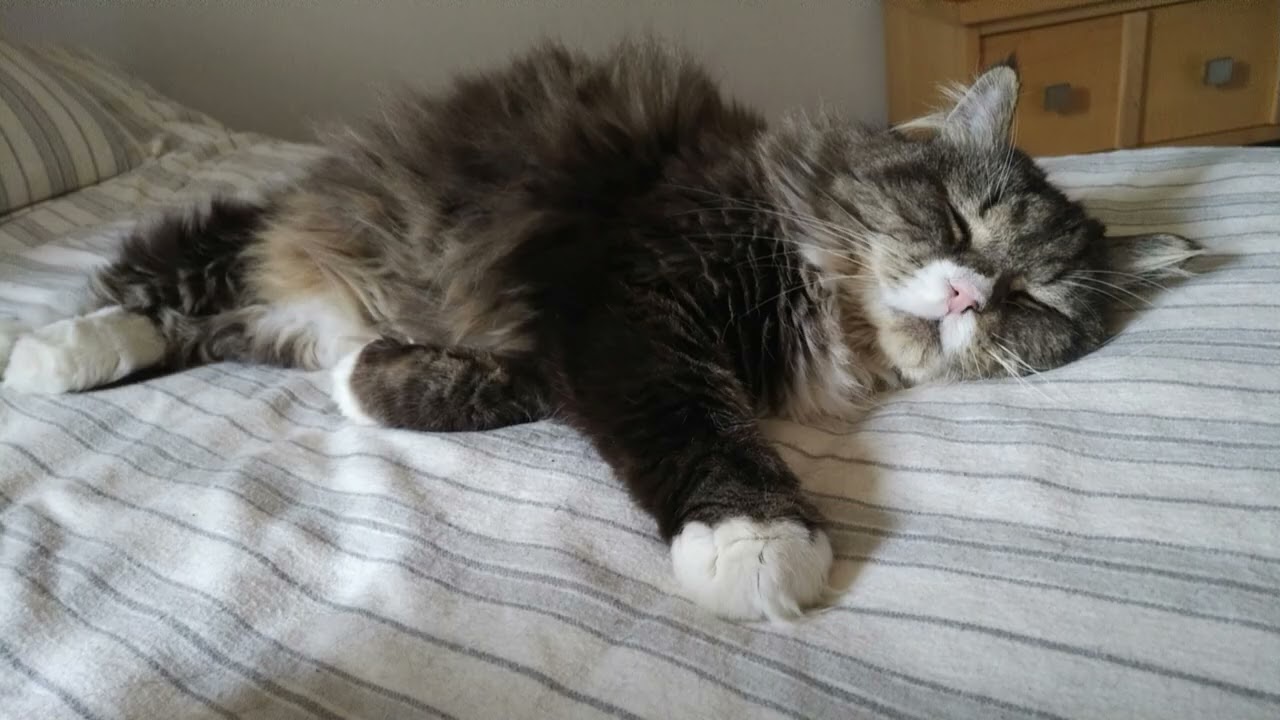 Rocky looks so cute and adorable when he is sound asleep.