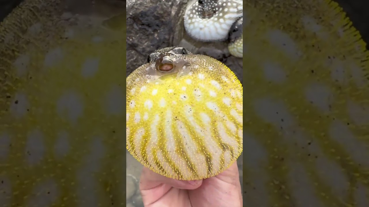 Close-Up of a Pufferfish Inflating Like a Balloon – Amazing Nature!