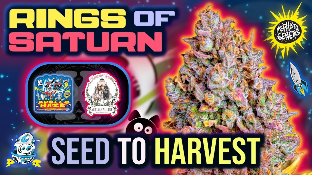 RINGS OF SATURN 🪐 | Mephisto Genetics SEED to HARVEST Autoflower Grow