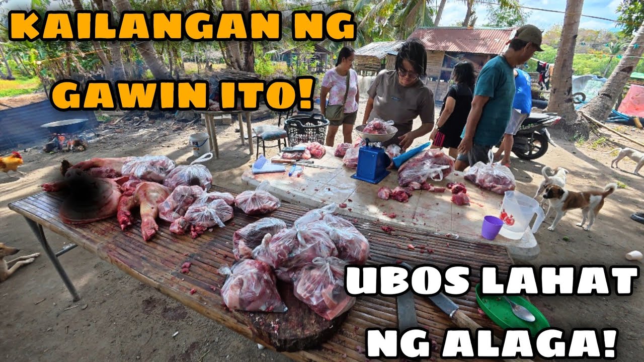 TATLONG BABOY ANG PINAT@Y! KAGULO NA SA BUKID! 😱