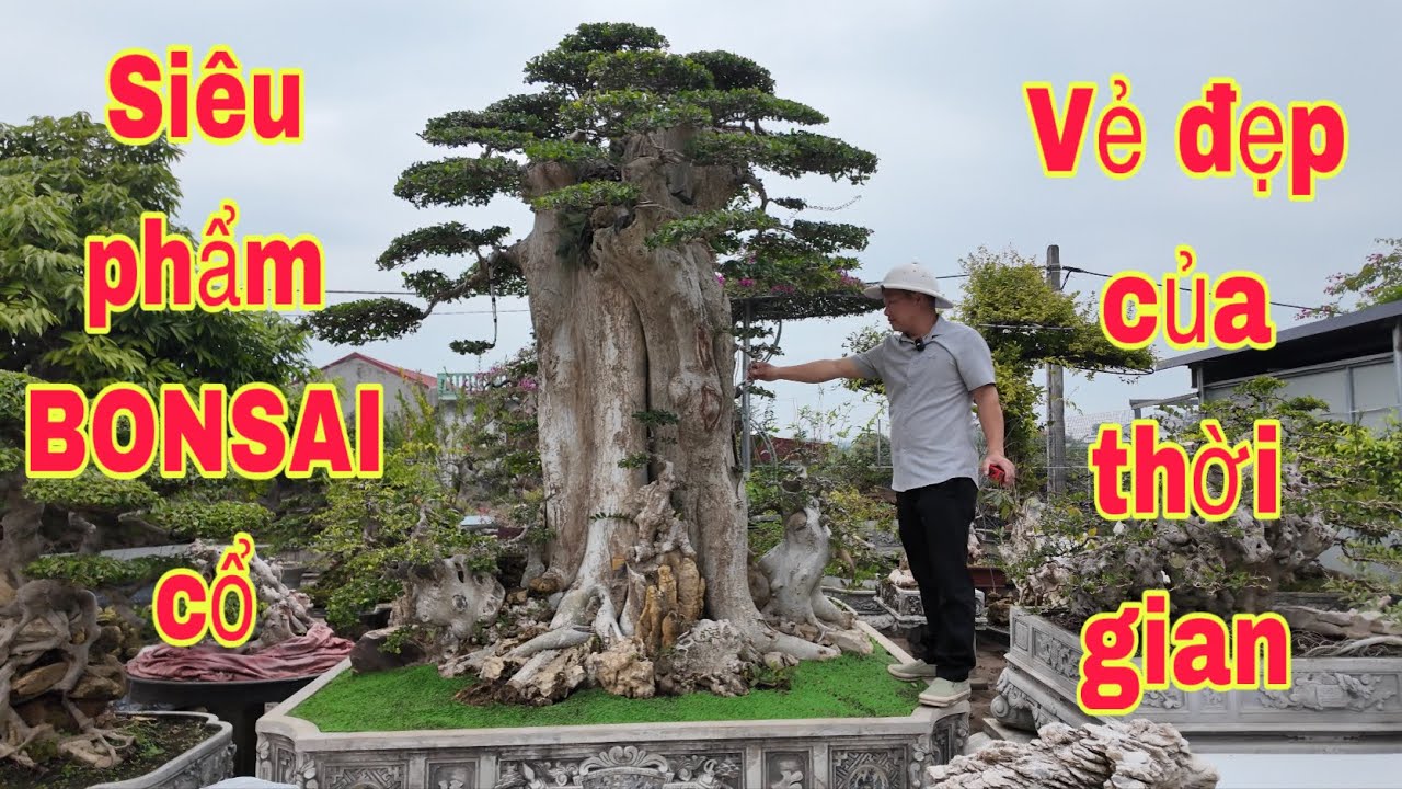 Choáng ngợp trước Cây Hoàng Anh Mộc khủng hàng chục năm tuổi khiến ai cũng trầm chồ(Mrđại 0967828345