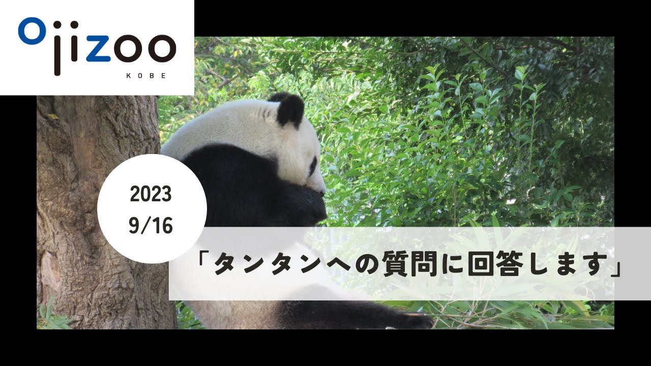 【ライブ配信/アーカイブ】「タンタンへの質問」に回答します！(2023年9月16日)