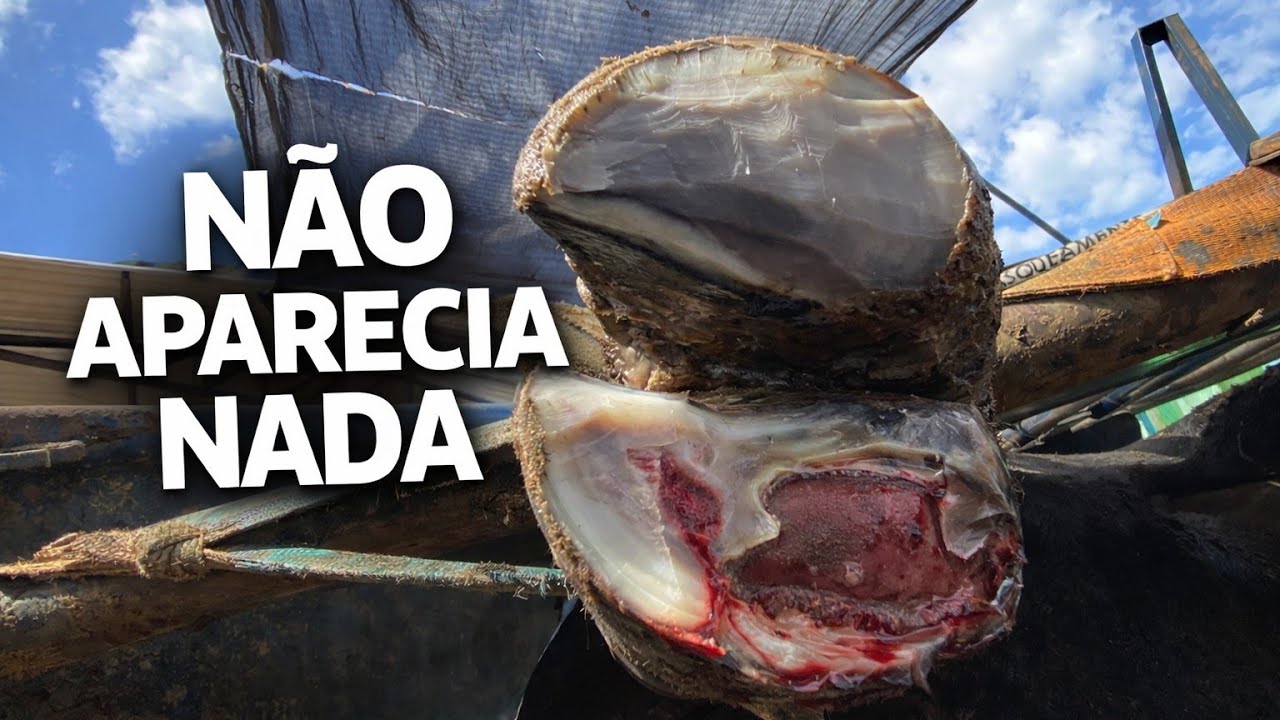 Esse Boi Mancava Muito, Mas o Casco Parecia Normal