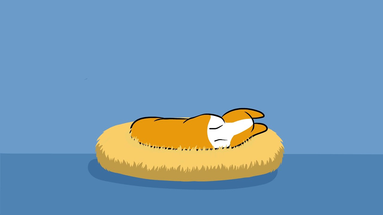 Corgi Sleeping