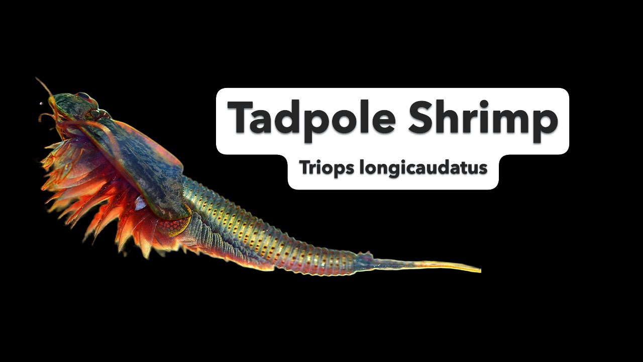 Длиннохвостая креветка-головастик (Triops longicaudatus)