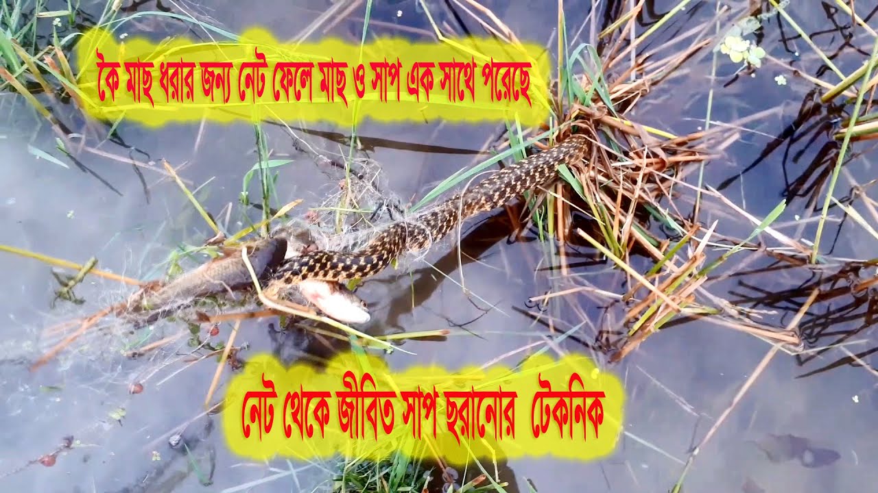 Best Fishing Video - Traditional Net Fishing – বৃষ্টির পরে কারেন্ট জাল দিয়ে কই মাছ ধরা।