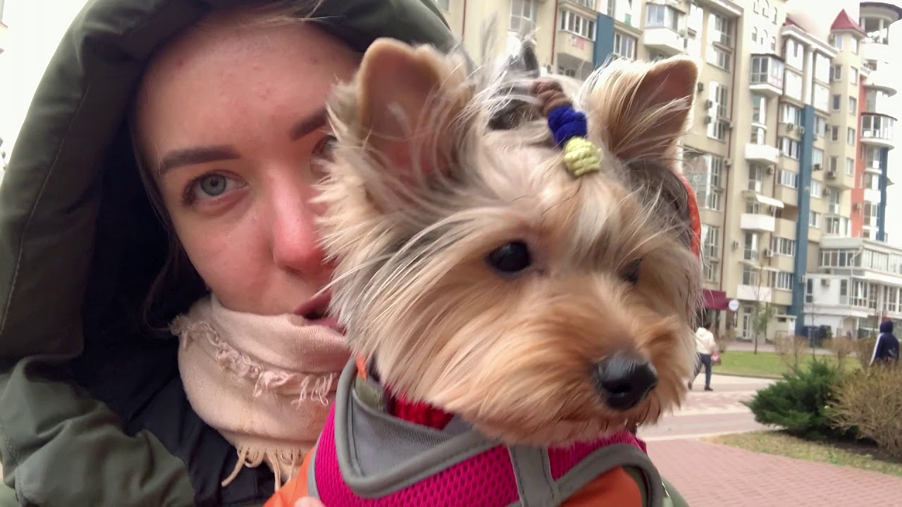 СТЕРИЛИЗАЦИЯ Собаки 🐶 У Моей Собаки ПОРОК СЕРДЦА 😭НАРКОЗ У СОБАК | Удаляем КЛЫКИ собаке