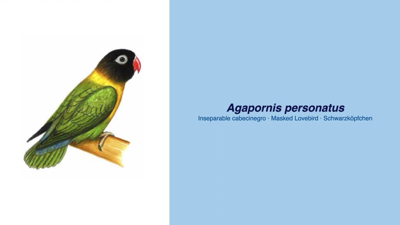 Video Encyclopedia of Parrot Species - #158 Agapornis personatus