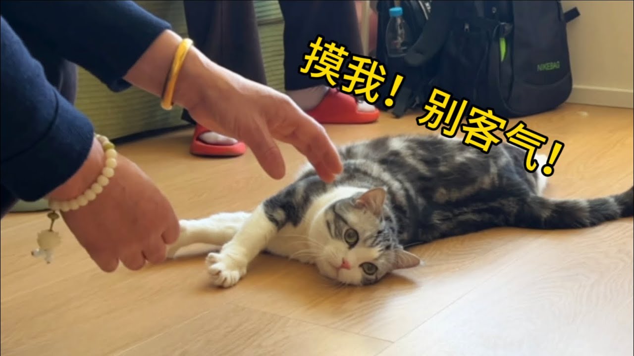 親戚來串門，就放這種貓暖場就行！肚皮全給你！