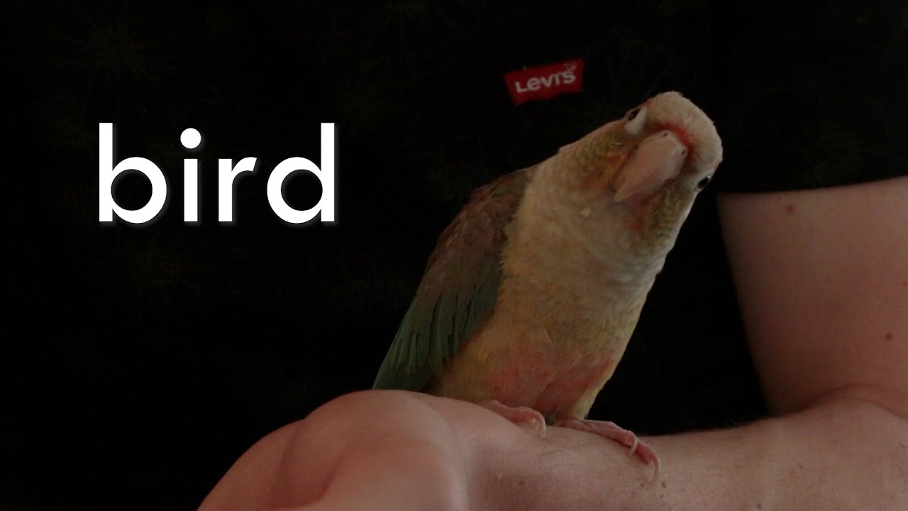 The Birdiary - ep 1 / Animal Crossing